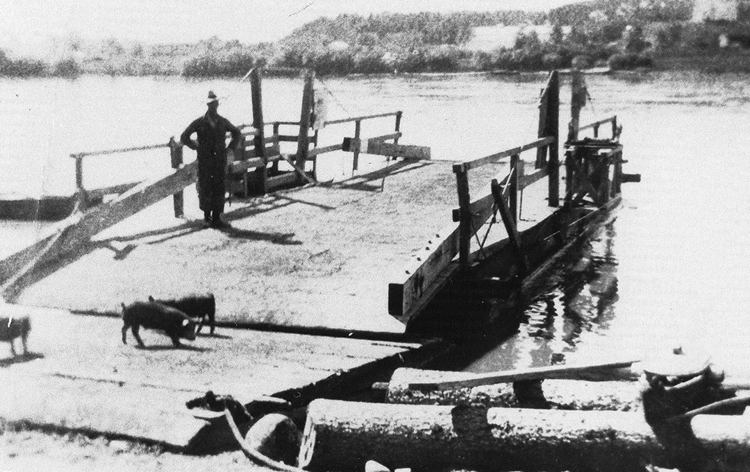 A man standing on a wooden ferry docked on a river with two or three pigs making their way onto the deck.
