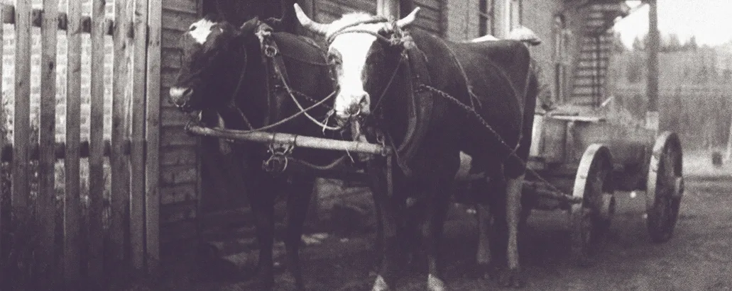 Black and white photo taken about 1910 of two oxen in harness hitched to a wagon.